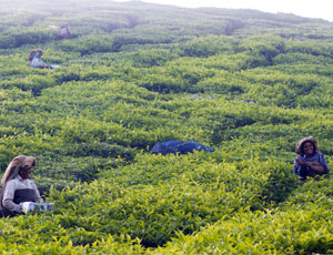 Journey to the Tea Heaven